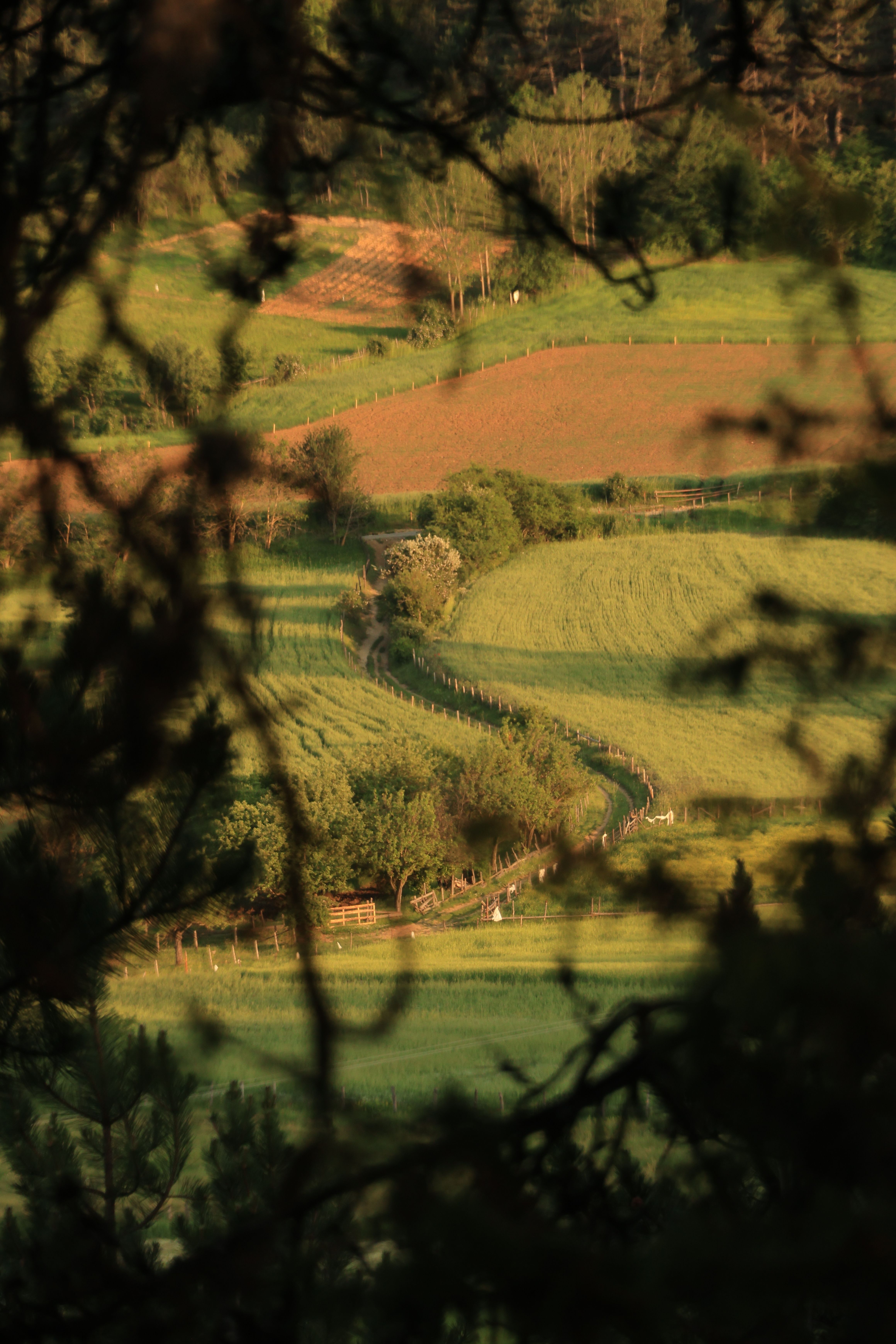 Aerial terraced fields