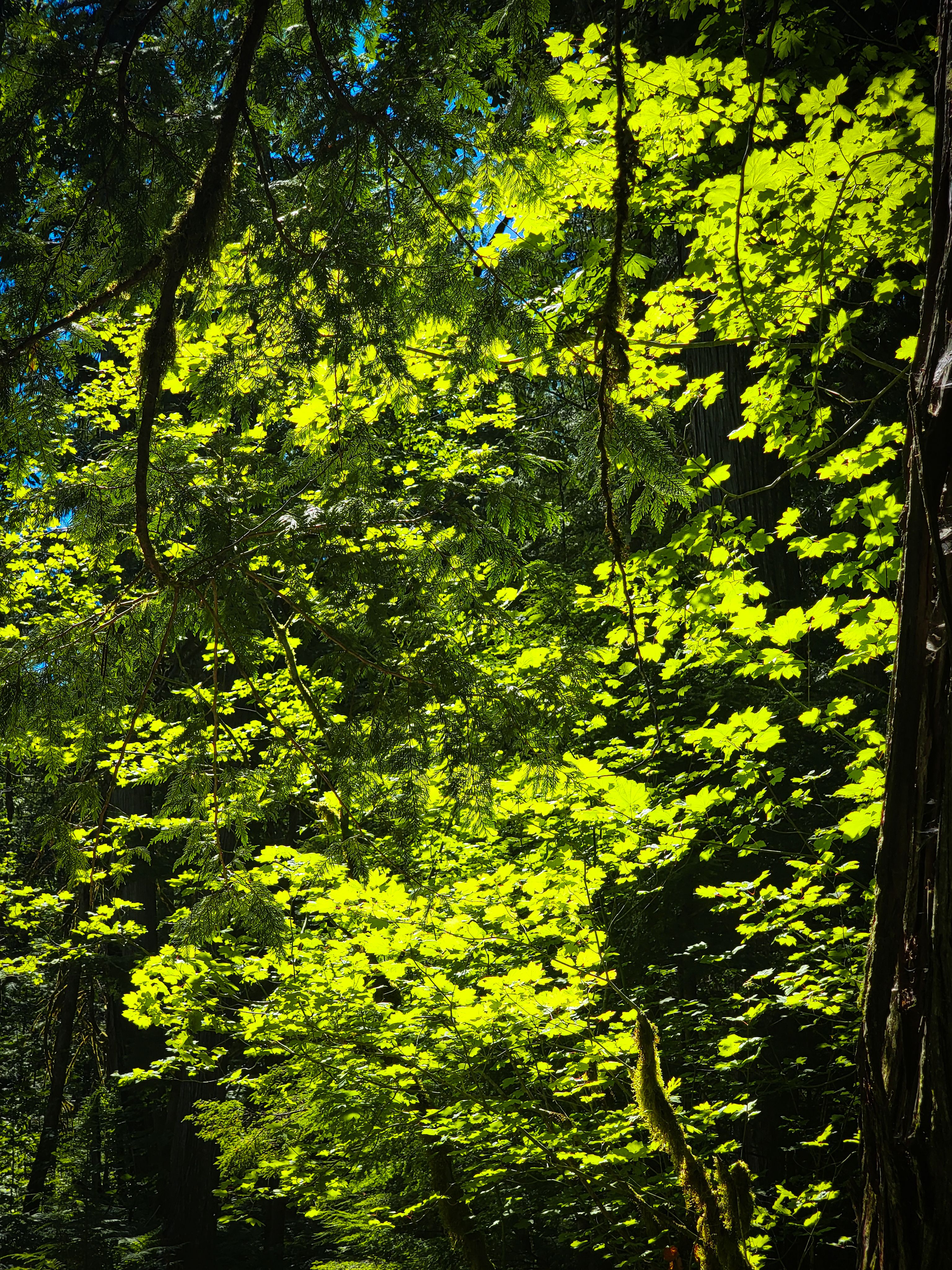 Wet green leaves