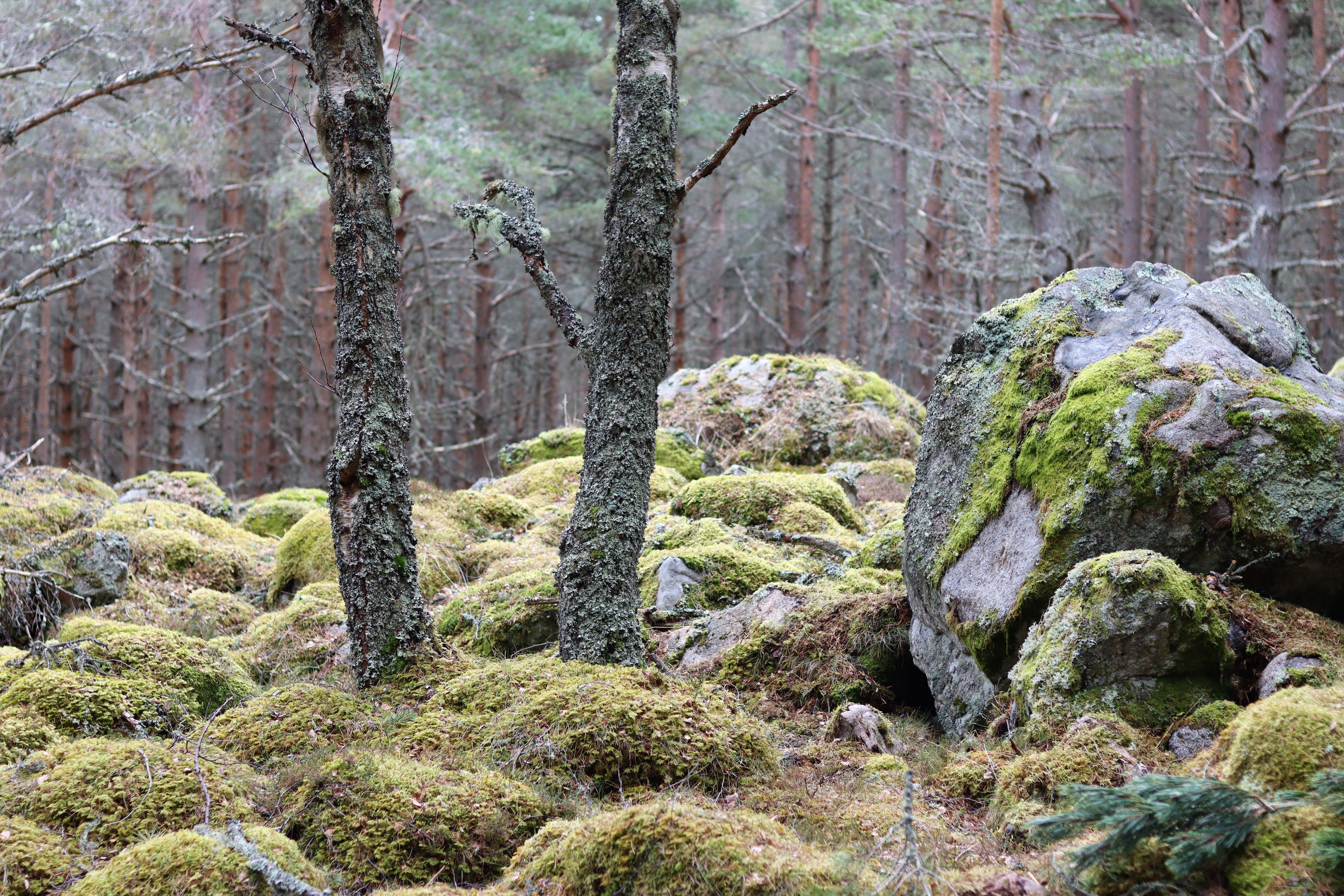 Floating moss-covered rock island