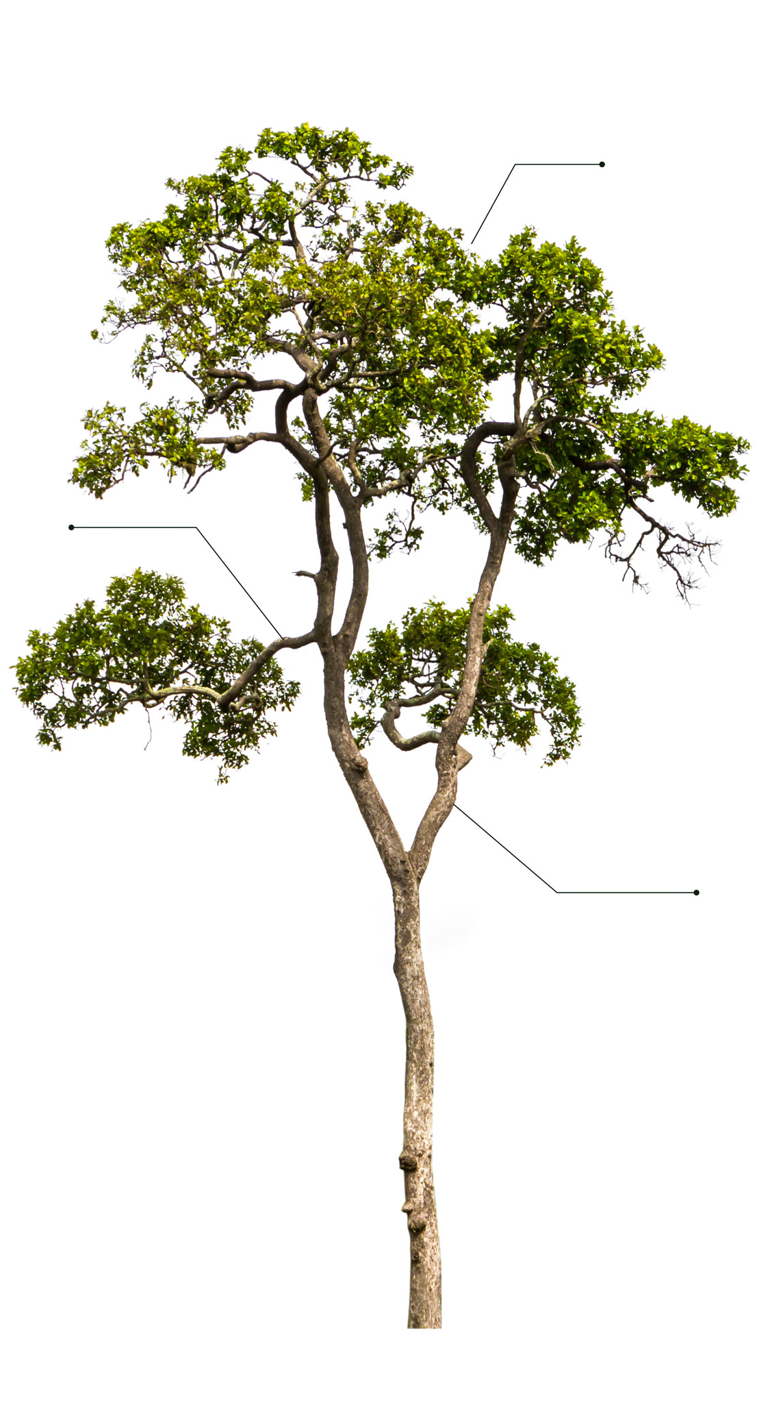 Scopius ecosystem tree